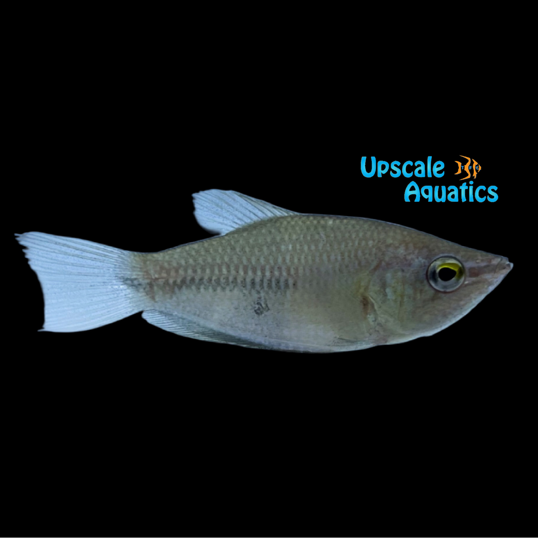 Giant Chocolate Gourami (Sphaerichthys acrostoma)