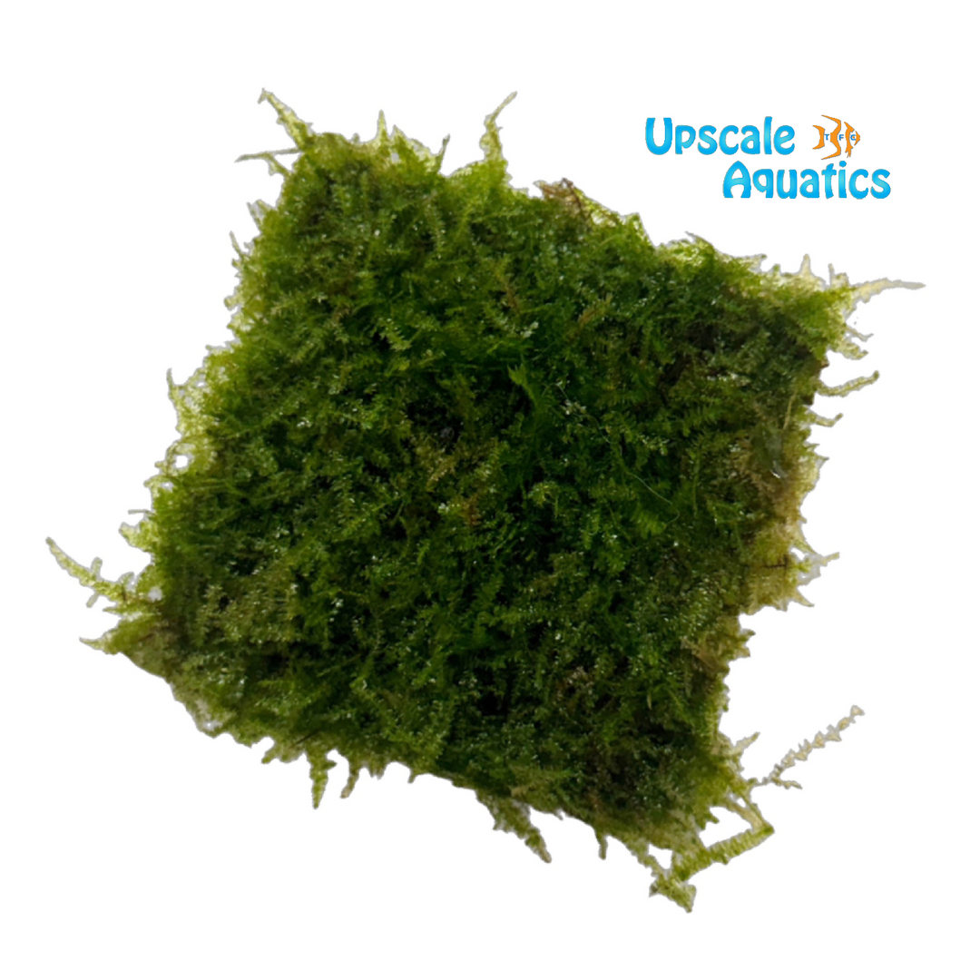 Pearl Moss Mat (Plagiomnium cf. affine)