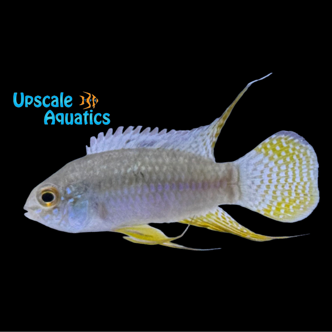 Dwarf Flag Cichlid (Laetacara curviceps)
