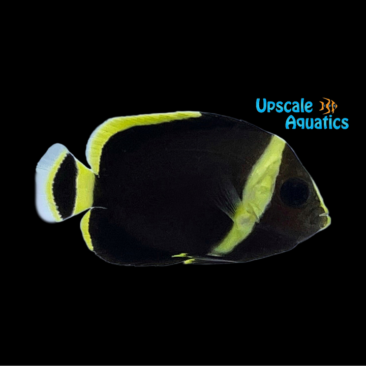 Black Velvet Angelfish (Chaetodontoplus melanosoma)