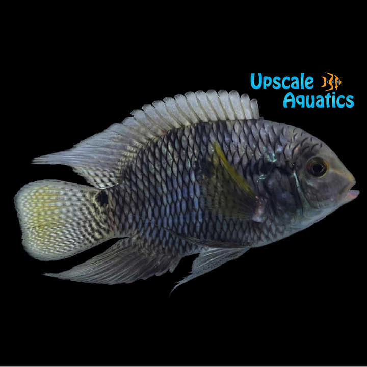 Dimerus Cichlid (Cichlasoma dimerus)