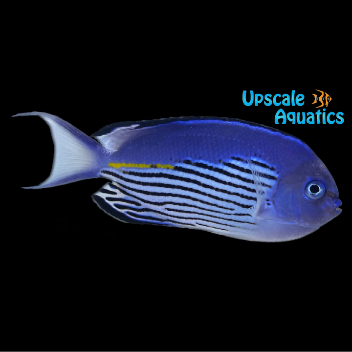 Watanabei Angelfish - Male (Genicanthus watanabei)