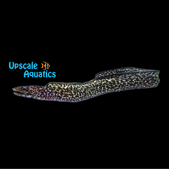 Spotted Moray Eel (Gymnothorax moringa)