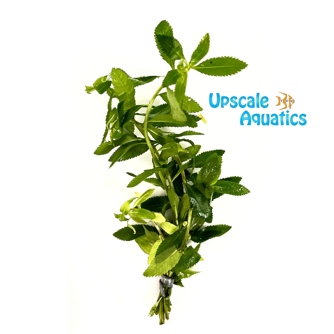Mermaid Weed (Proserpinaca palustris)