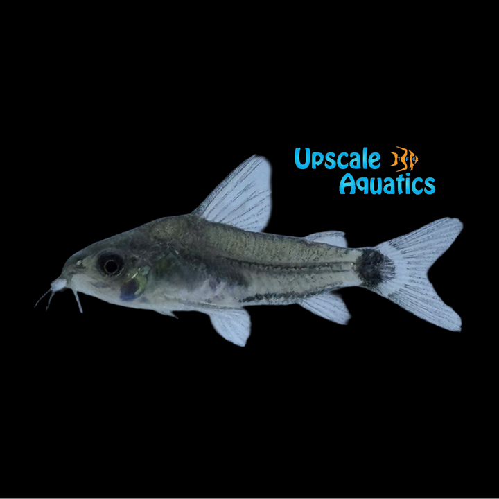 Hastatus Dwarf Cory (Corydoras hastatus)