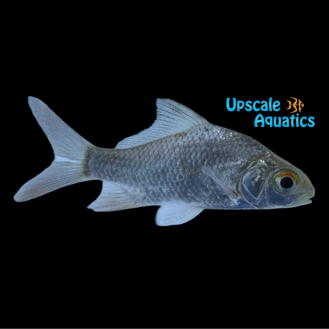Hainan Ancient Barb 'Blackfish' (Carassioides acuminatus)