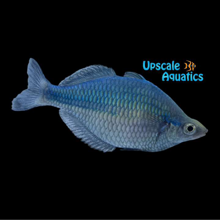 Turquoise Rainbowfish (Melanotaenia lacustris)
