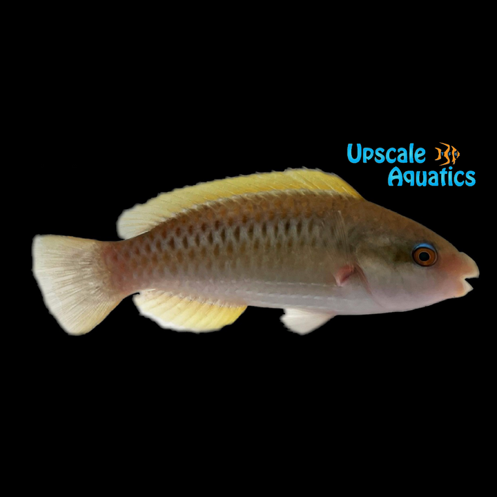 Princess Parrotfish (Scarus taeniopterus)
