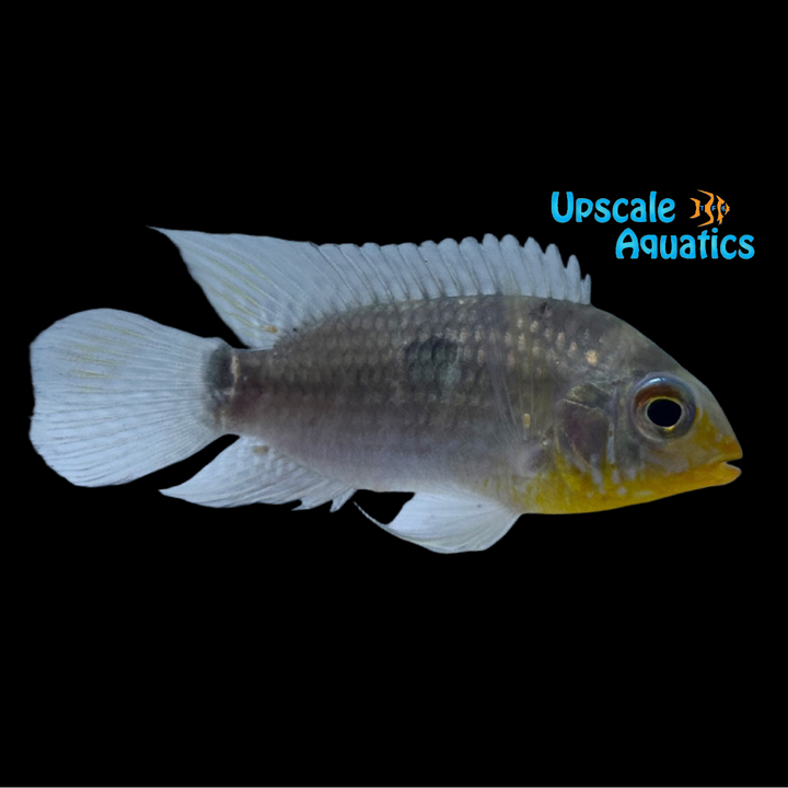Saddle Cichlid (Aequidens tetramerus)