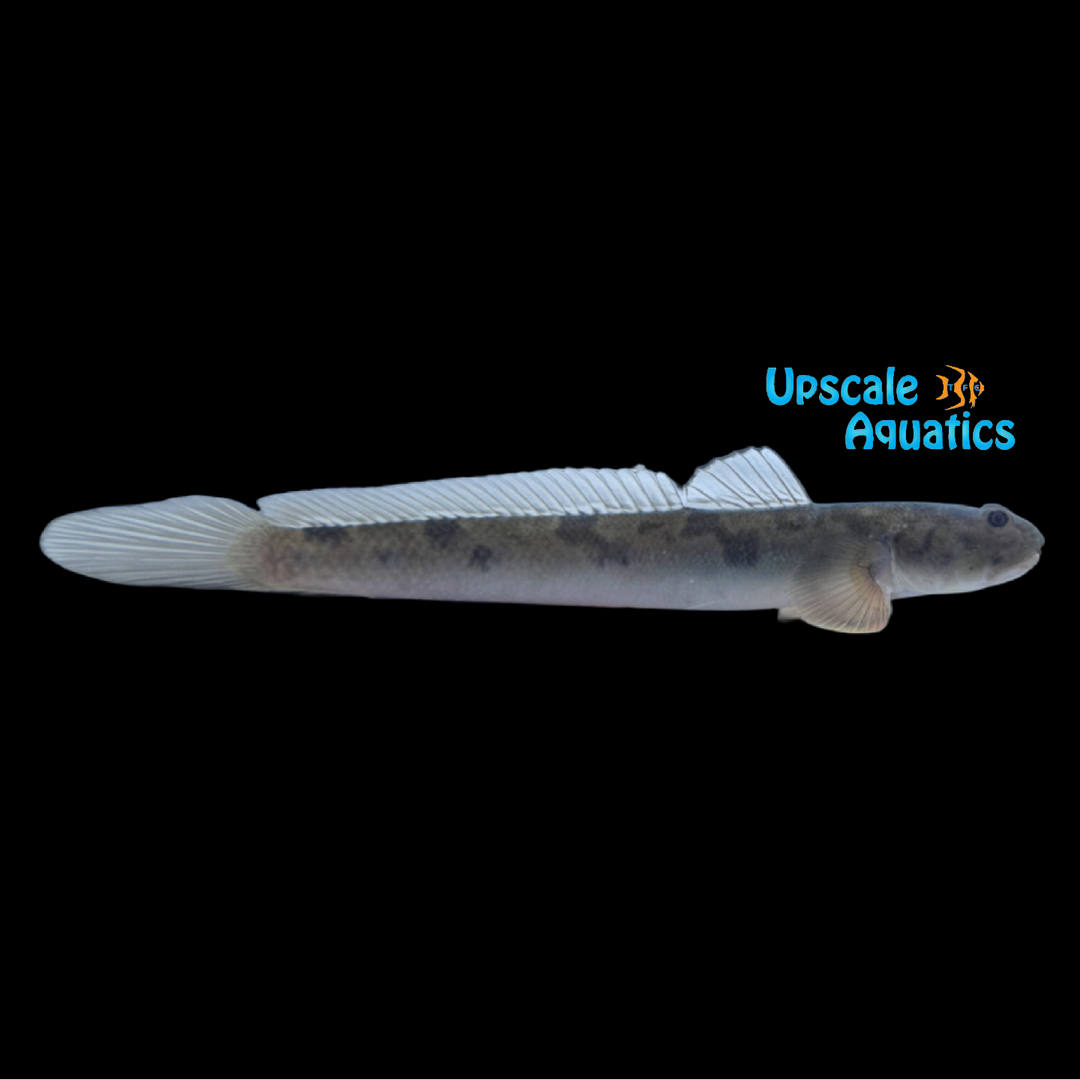 Mudskipper Goby (Parapocryptes serperaster)