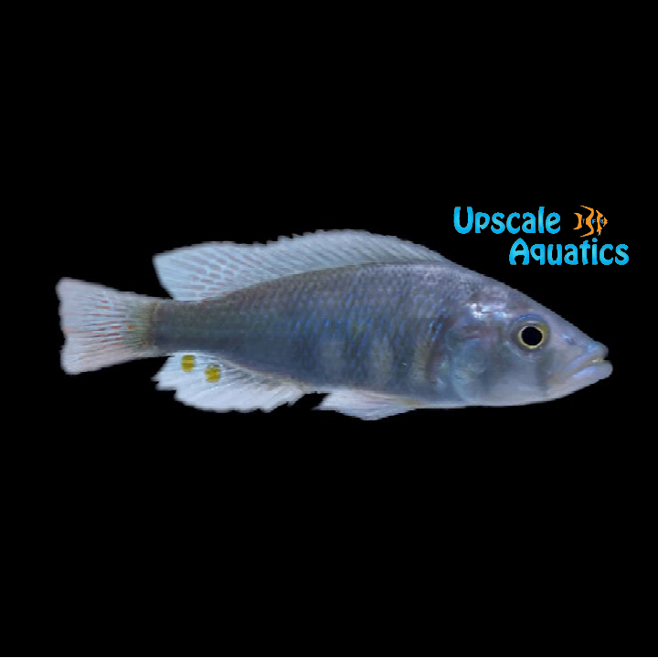 Paralabidochromis Chilotes Cichlid