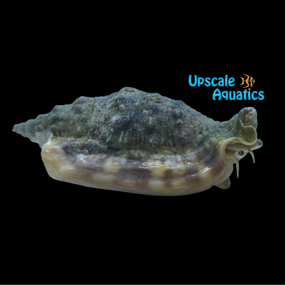 Diana Conch (Euprotomus aurisdianae)