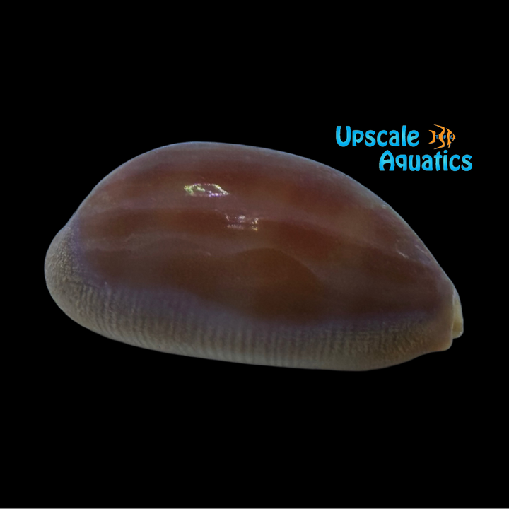 Carnelian Cowrie Snail (Lyncina carneola)