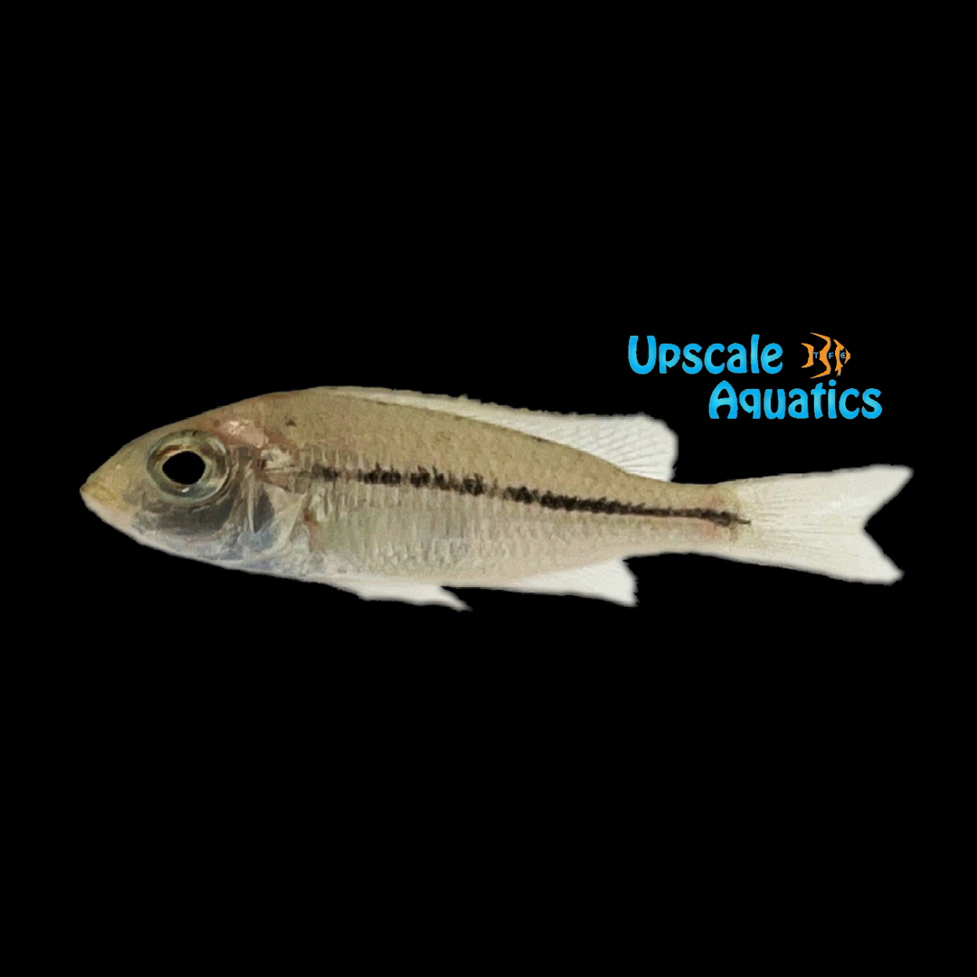 Orange Cap Prostoma Hap (Nyassachromis prostoma)