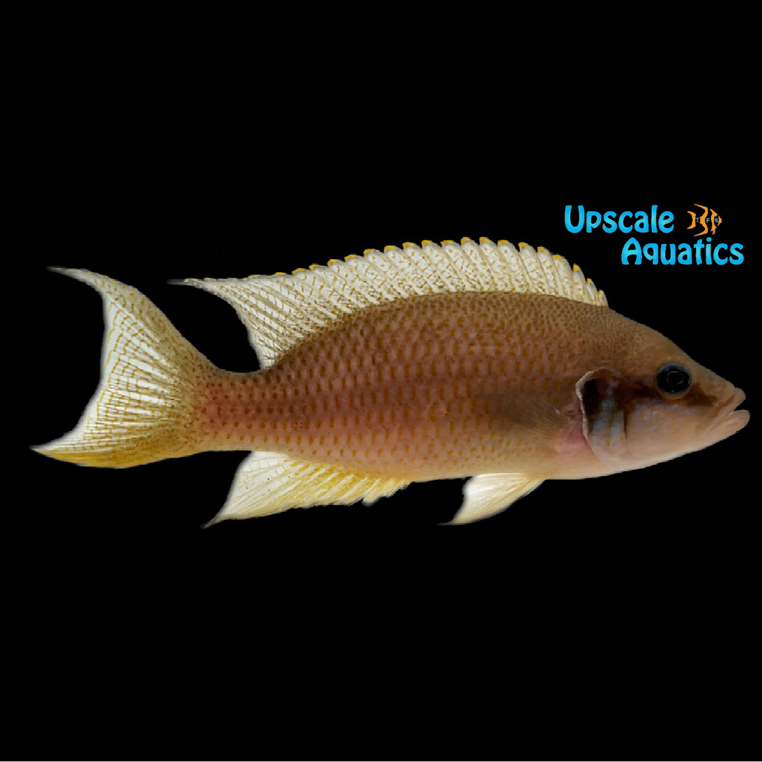 Daffodil Cichlid (Neolamprologus pulcher)