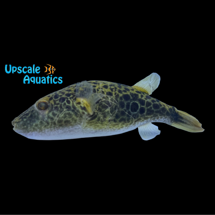 Chameleon Puffer (Pao turgidus)