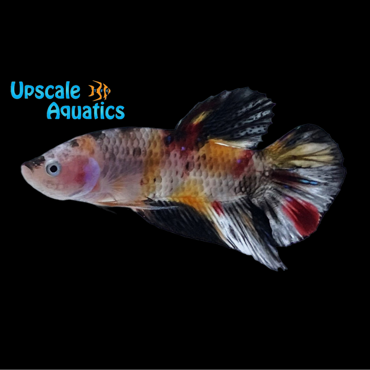Koi Galaxy Plakat Betta - Male (Betta splendens)