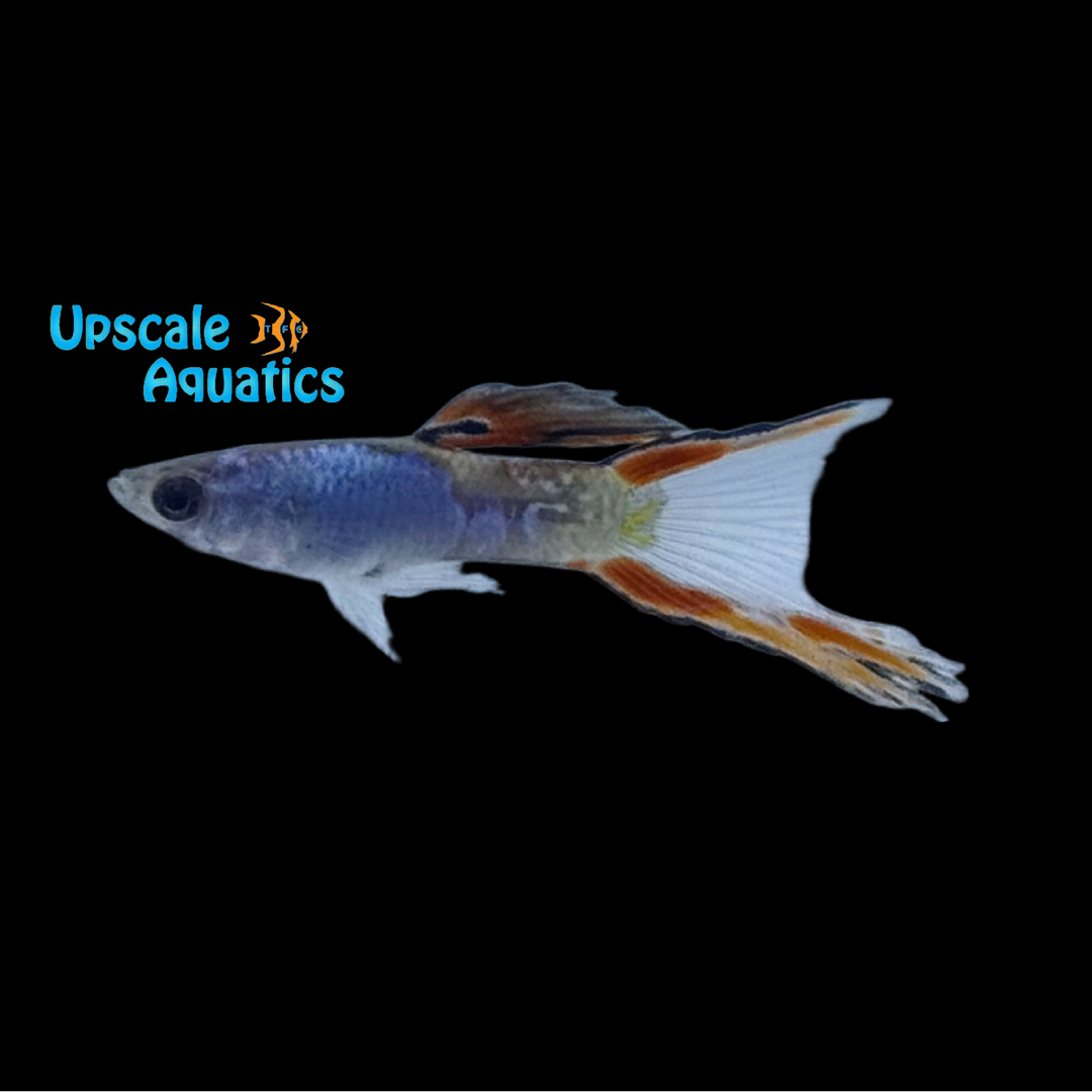 Blueback Lyretail Guppy (Poecilia reticulata)