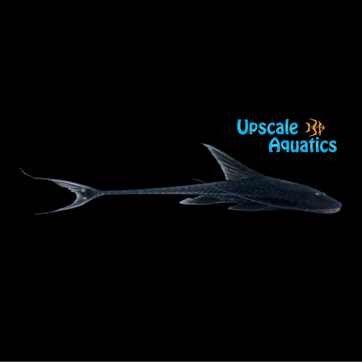 Black High Dorsal Loricaria Catfish (Pterosturisoma microps)