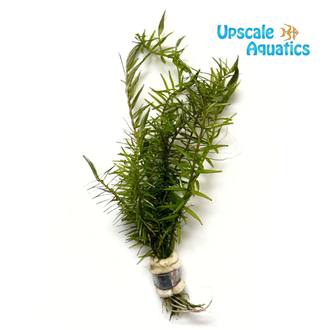Rotala sp. 'Goias' (Rotala mexicana 'Goias')