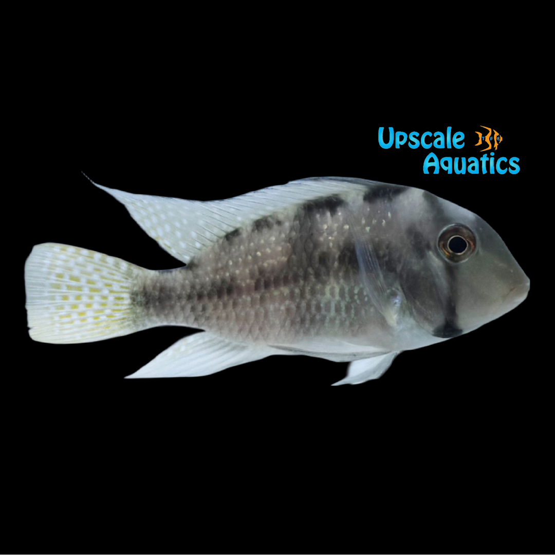 Bandit Cichlid (Guianacara geayi)
