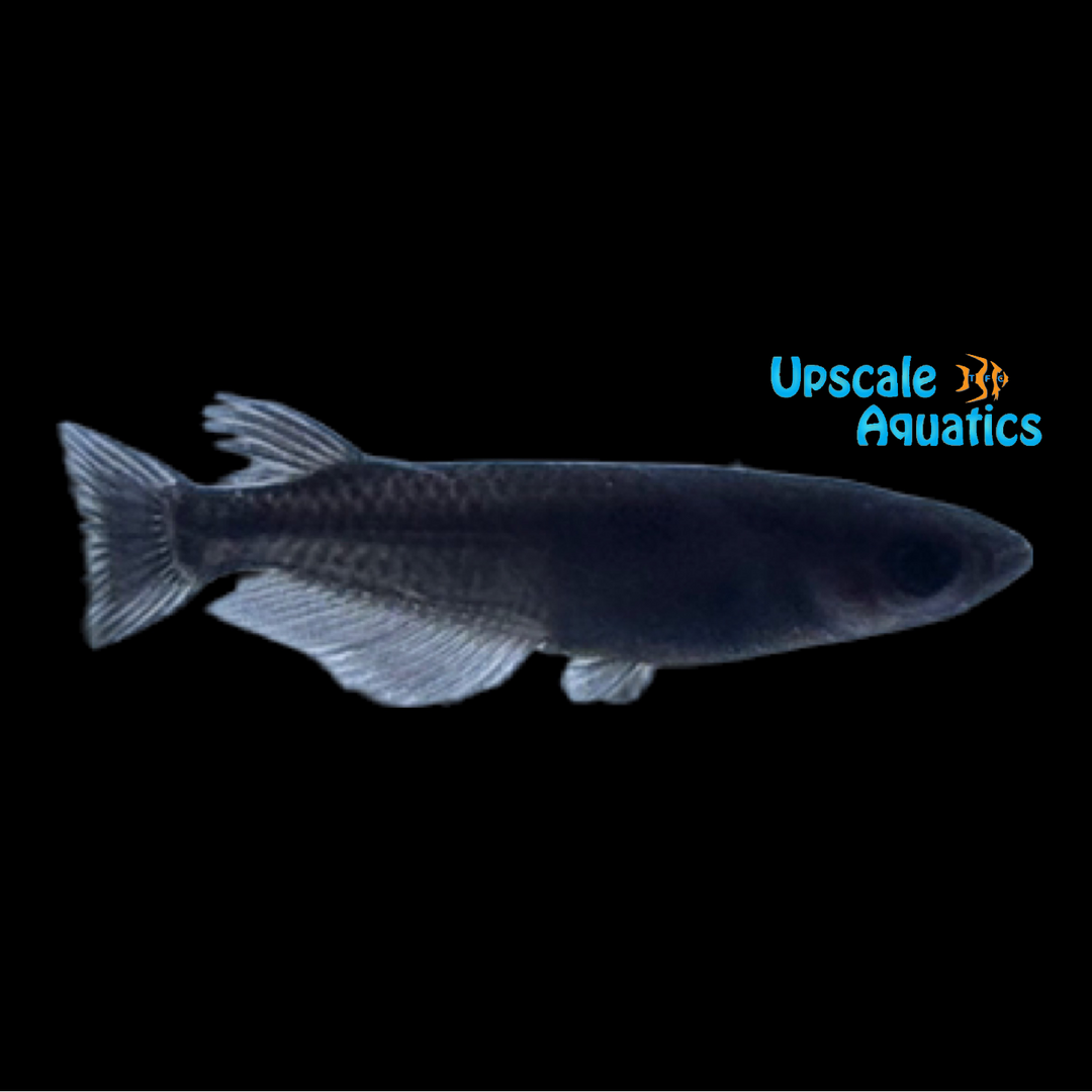 Black Orochi Medaka Ricefish (Oryzias latipes)
