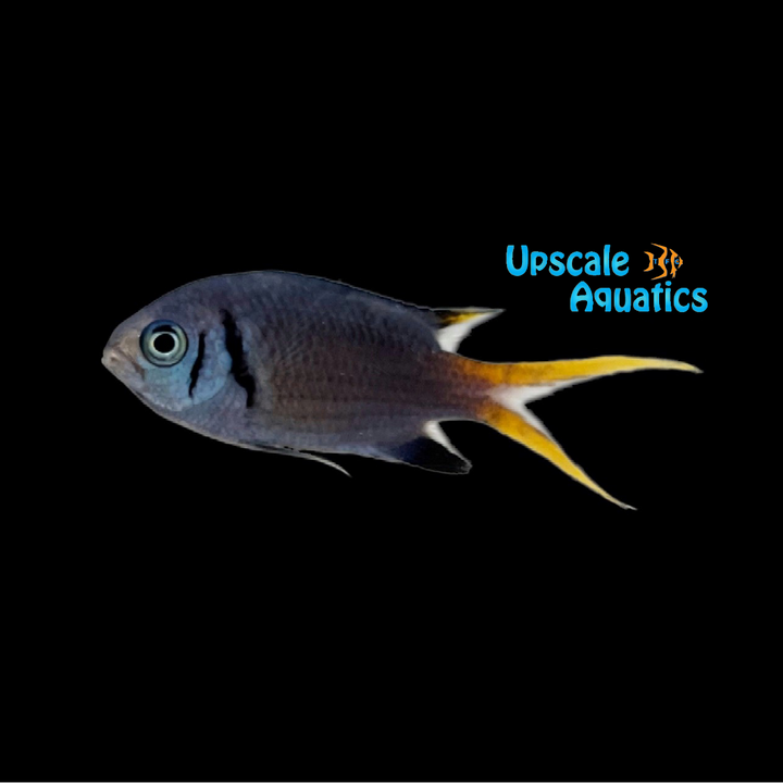 Paletail Chromis (Chromis xanthura)