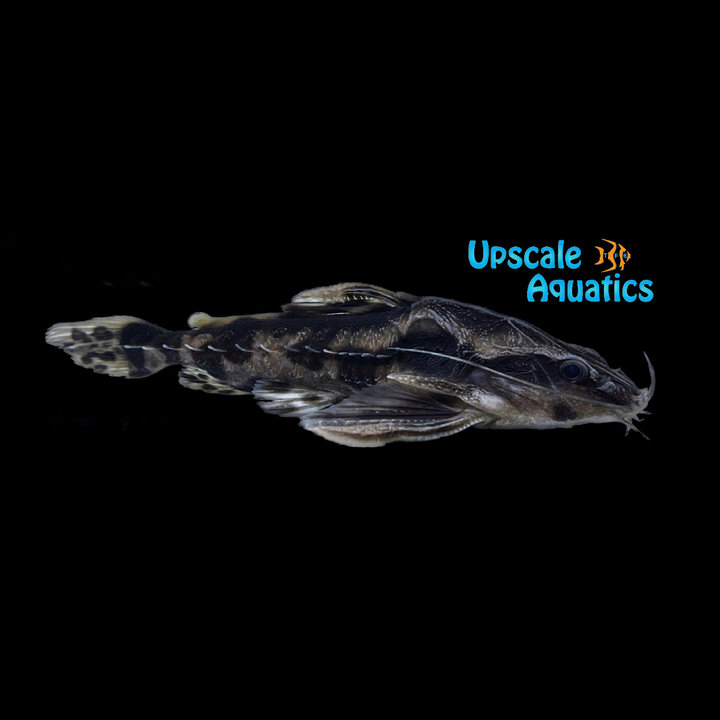 Irwini Catfish (Megalodoras irwini)