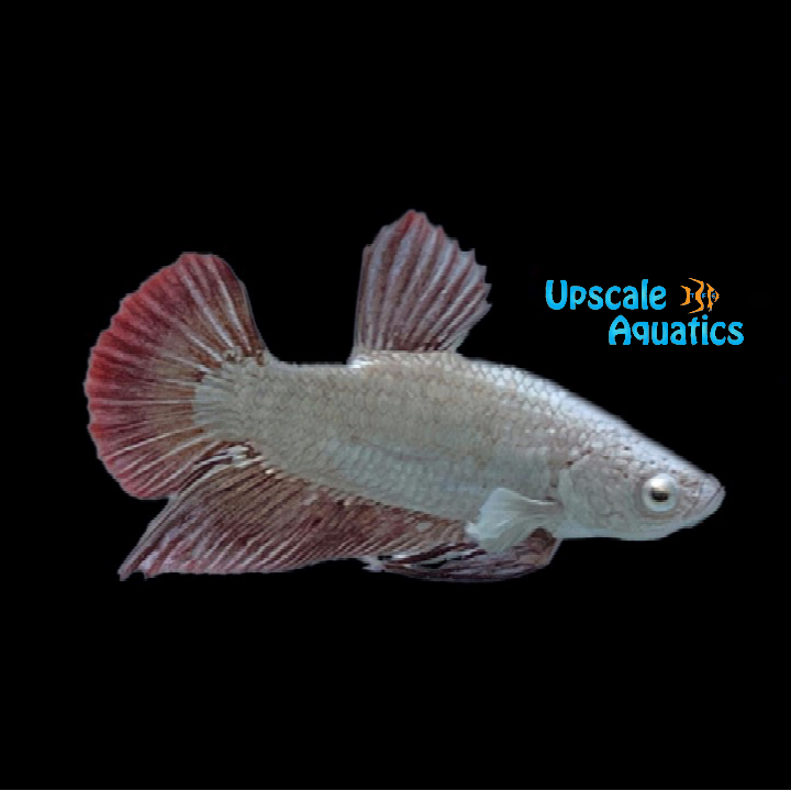 Red Dragon Plakat Betta - Male (Betta splendens)