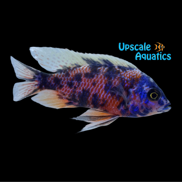 OB Redfin Borleyi (Copadichromis borleyi Kadango ob)