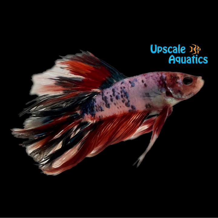 Longtail Koi Betta - Male (Betta splendens)