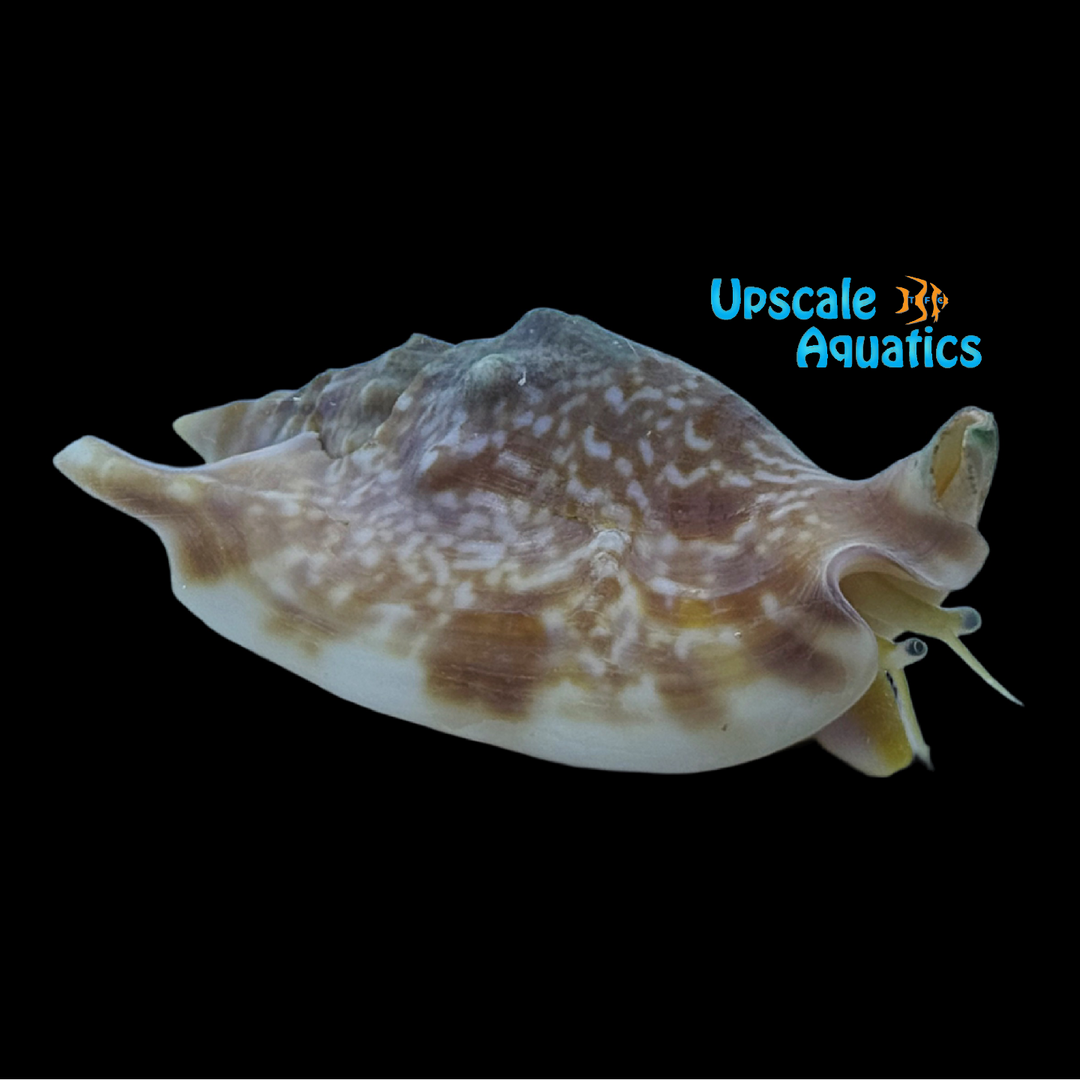 Bubble Conch (Euprotomus bulla)