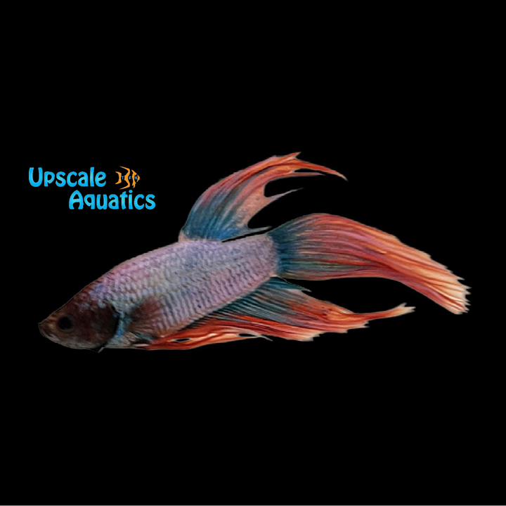 Assorted Veiltail Betta - Male (Betta splendens)