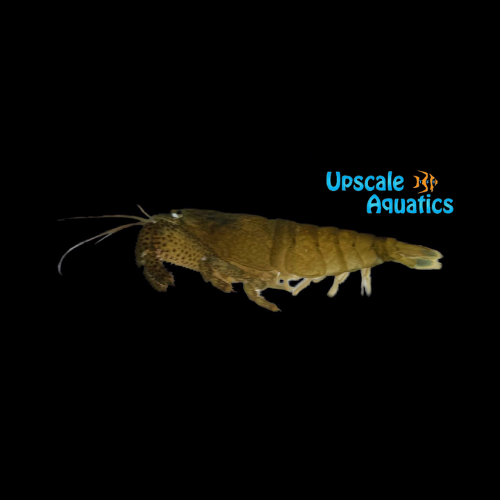 Marbled Bamboo Shrimp (Atya scabra)