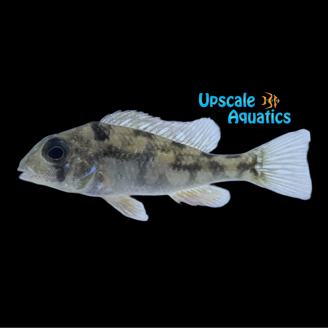 Smooth Creek Eartheater (Gymnogeophagus gymnogenys)
