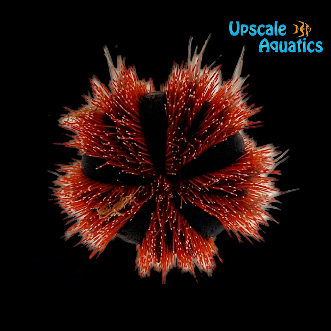Red Tuxedo Urchin (Mespilia globulus)