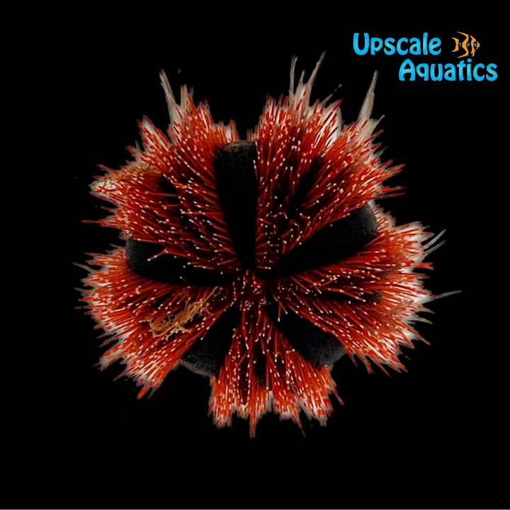 Red Tuxedo Urchin (Mespilia globulus)