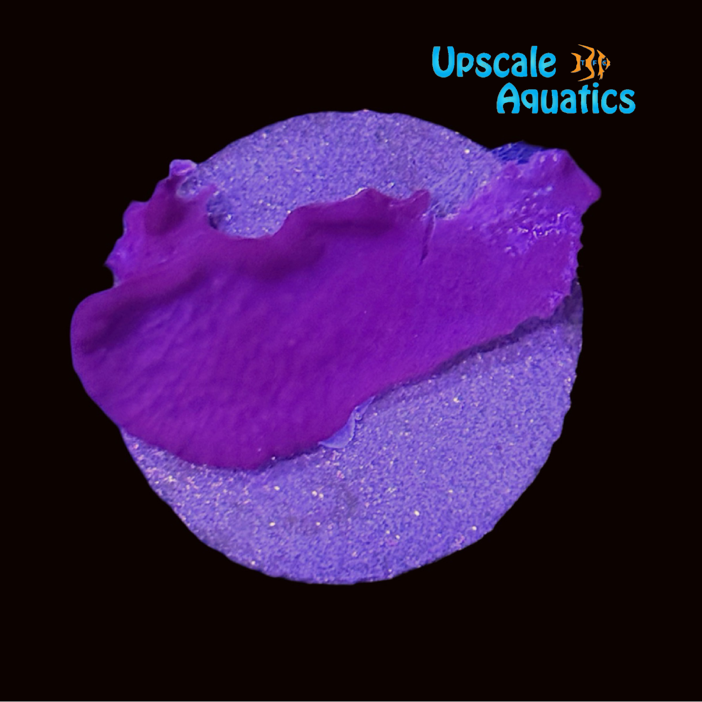 Purple Plating Photosynthetic Sponge (Collospongia sp.) – Upscale Aquatics