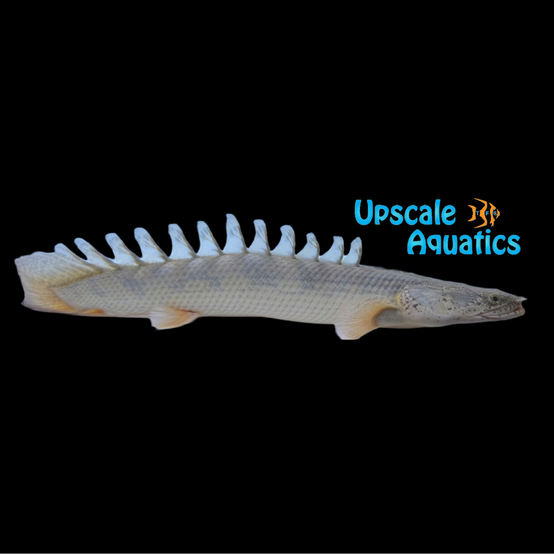 Congicus x Nile Bichir Hybrid (Polypterus congicus x polypterus bichir bichir)