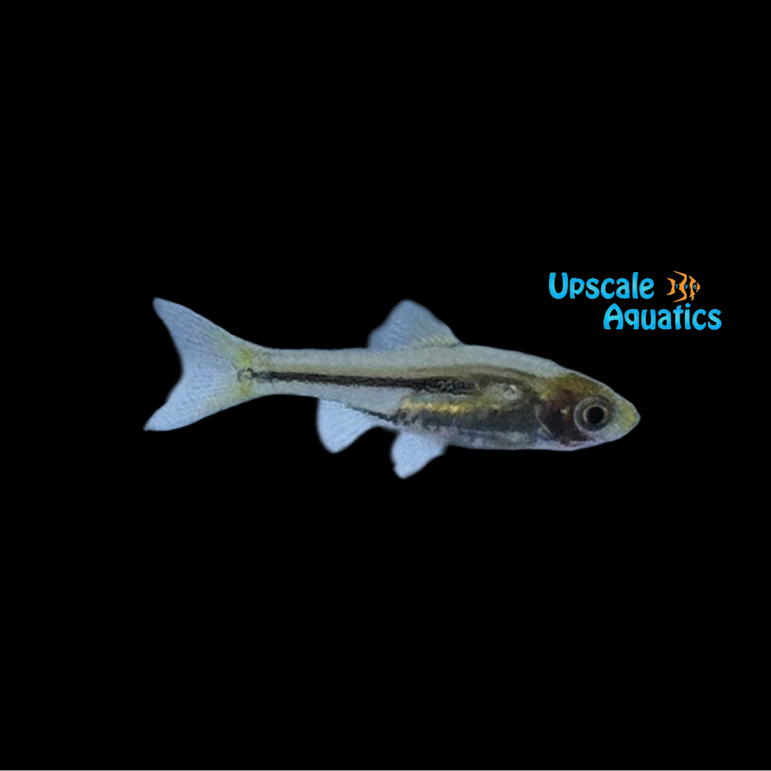 Somphong Rasbora (Trigonostigma somphongsi)