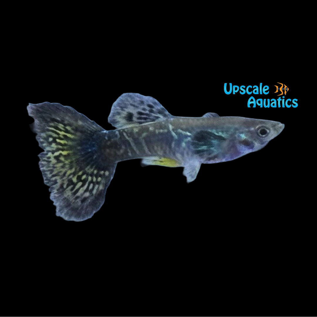 Blue Cobra Dumbo Guppy (Poecilia reticulata)