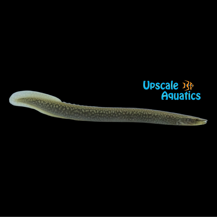Pipefish Face Spiny Eel (Sinobdella sp.)