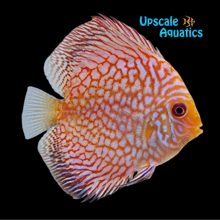 Pigeon Checkerboard Discus (Symphysodon aequifasciatus)