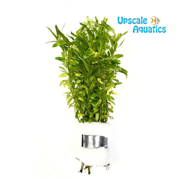 Rotala Nanjenshan