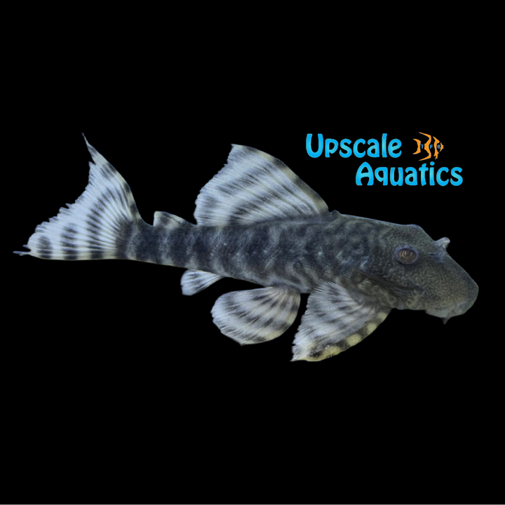 Iquitos Tiger Pleco L226 (Panaqolus changae)