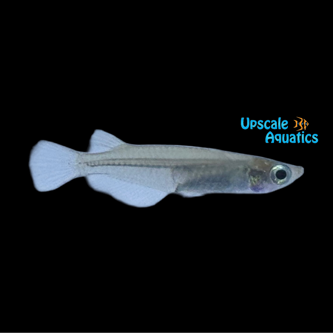 Chenglong Ricefish (Oryzias chenglongensis)