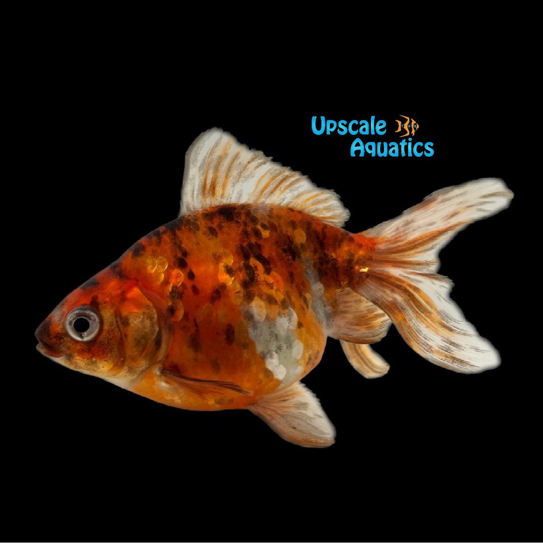 Calico Fantail Goldfish (Carassius auratus)