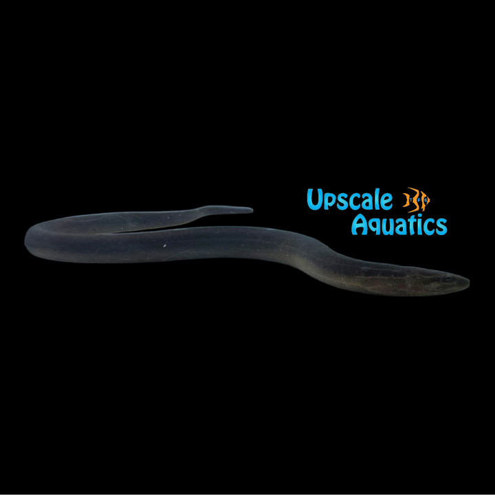 Black Tulip Eel (Monopterus albus)