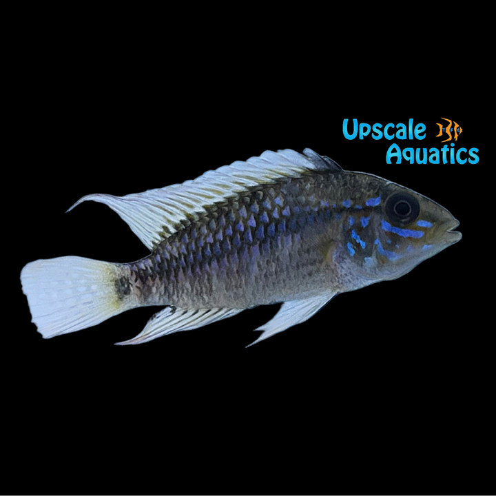 Apisto. Ortegai 'Pebas' (Apistogramma sp. ortegai 'Pebas')