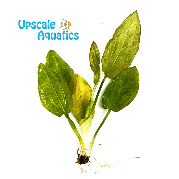 Marble Queen Sword (Echinodorus cordifolius 'Marble Queen')